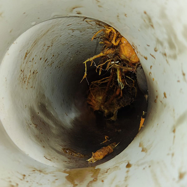 extracción de raices en tuberías